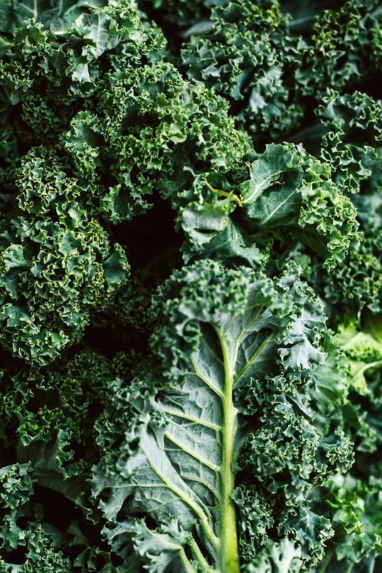 Chou Kale