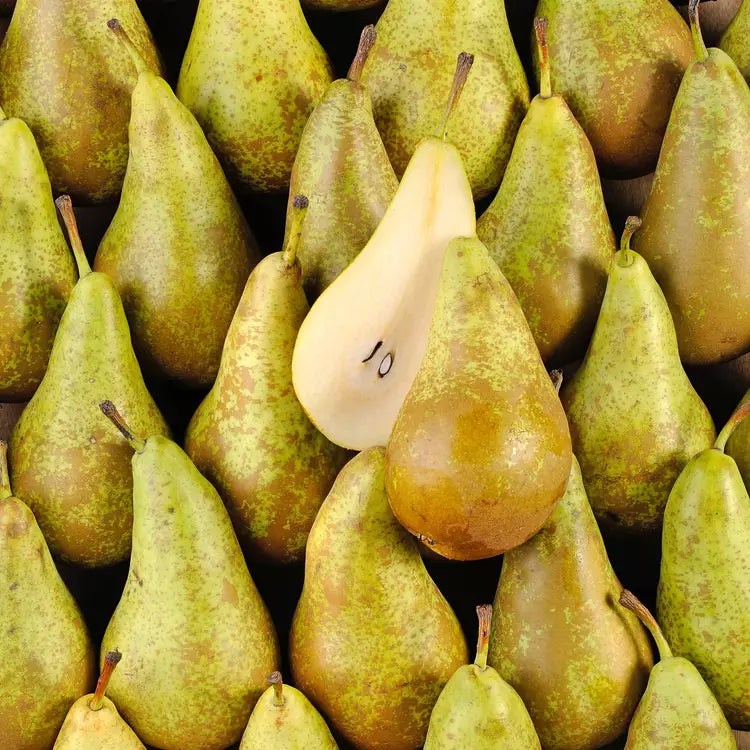 Poire Conférence
