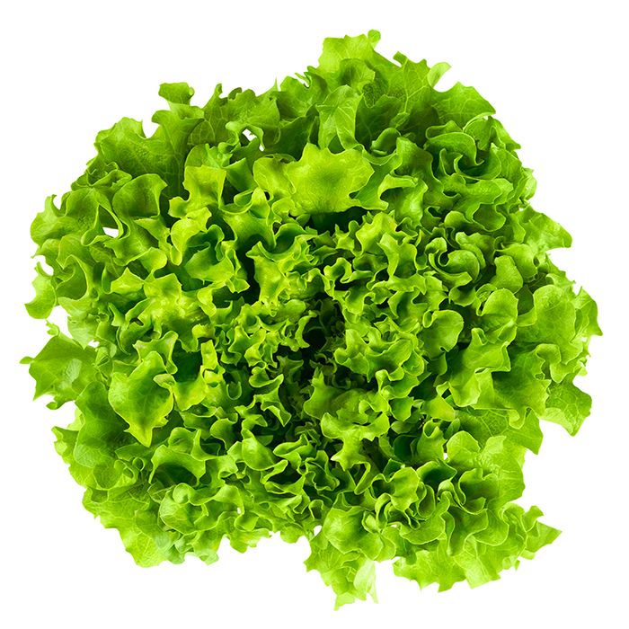 Salade Batavia