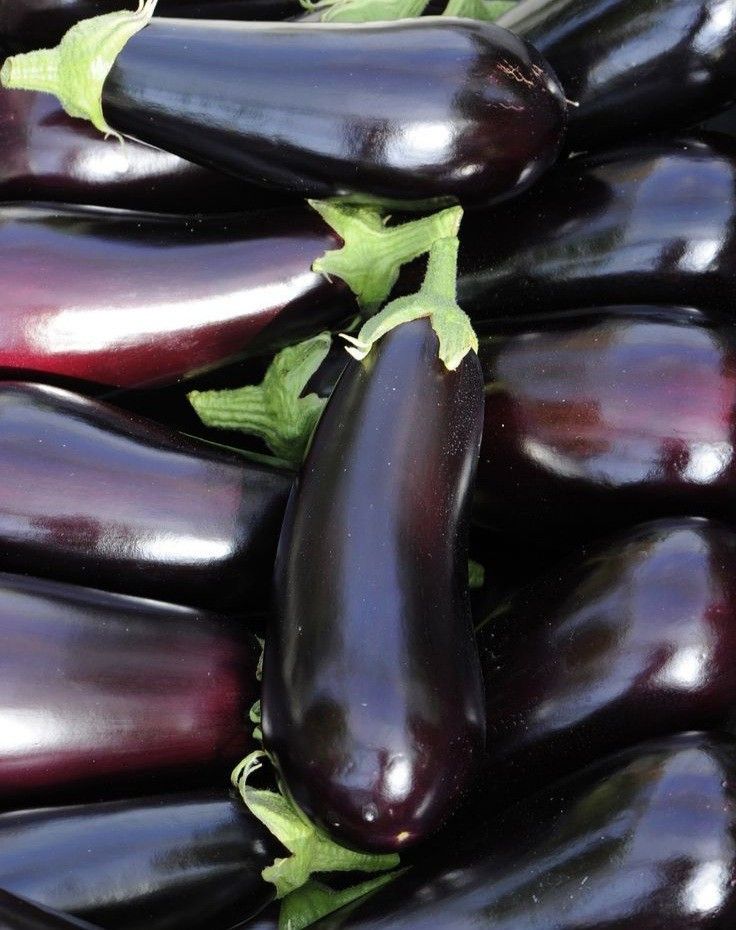 Aubergine