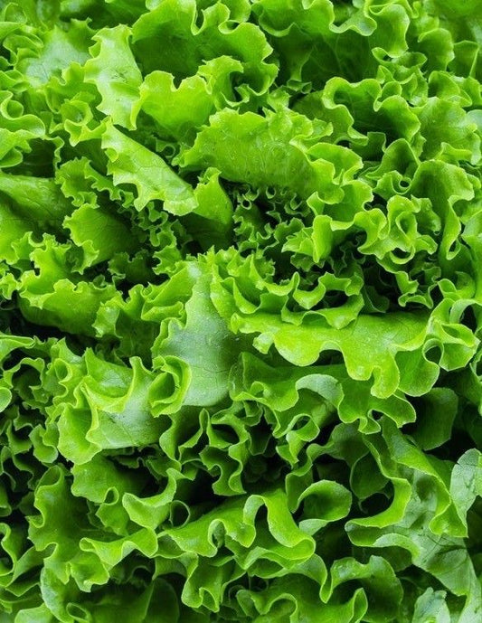 Salade Batavia