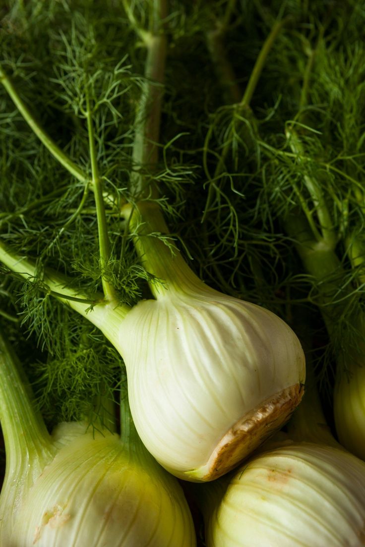 Fenouil