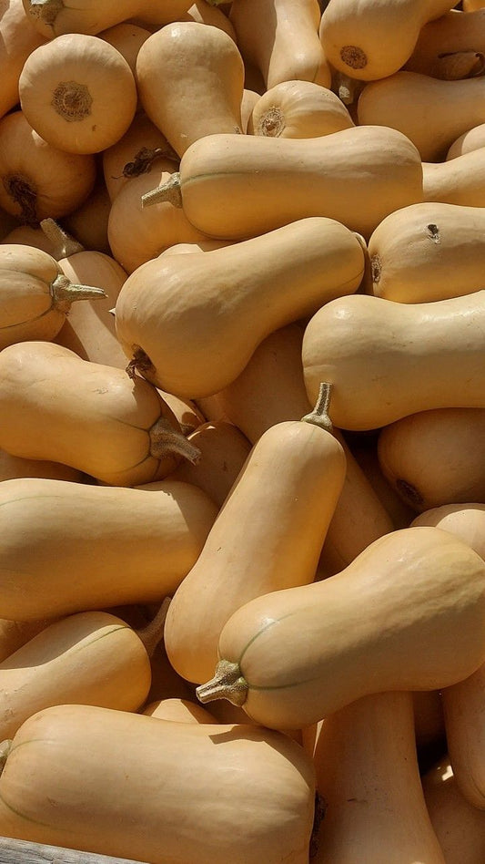 Butternut