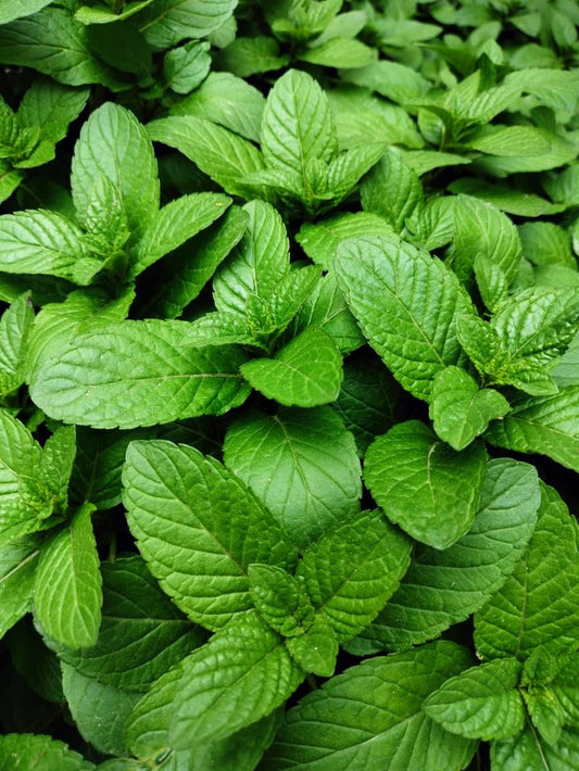 Botte de Menthe